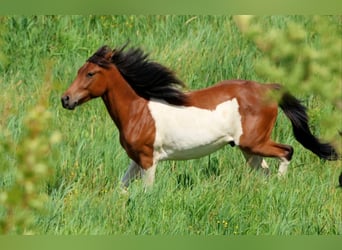 Lewitzer Mix, Wallach, 2 Jahre, 139 cm, Schecke
