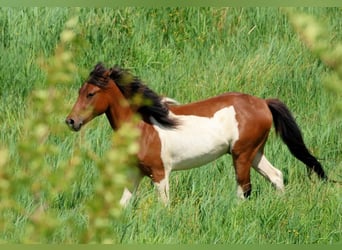 Lewitzer Mix, Wallach, 2 Jahre, 139 cm, Schecke