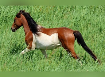 Lewitzer Mix, Wallach, 2 Jahre, 139 cm, Schecke
