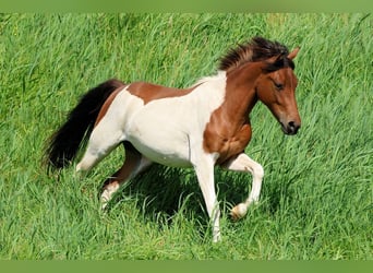 Lewitzer Mix, Wallach, 2 Jahre, 139 cm, Schecke