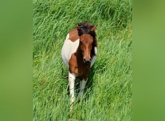 Lewitzer Mix, Wallach, 2 Jahre, 139 cm, Schecke