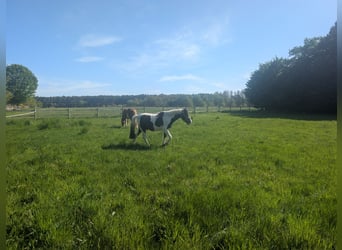 Lewitzer Mix, Wallach, 2 Jahre, 140 cm, Schecke