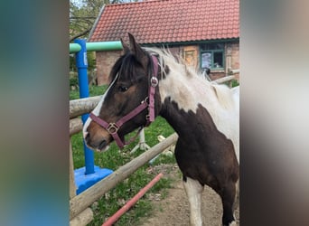 Lewitzer Mix, Wallach, 2 Jahre, 140 cm, Schecke