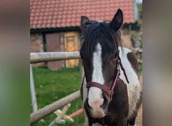 Lewitzer Mix, Wallach, 2 Jahre, 140 cm, Schecke