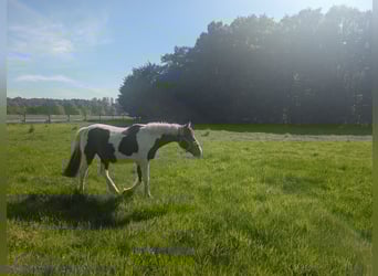 Lewitzer Mix, Wallach, 2 Jahre, 140 cm, Schecke
