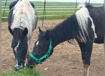 Lewitzer, Wallach, 2 Jahre, Schecke