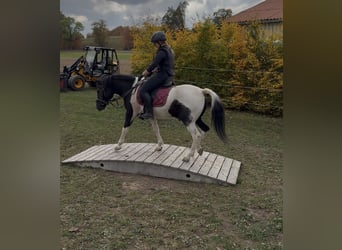 Lewitzer Mix, Wallach, 3 Jahre, 136 cm, Schecke