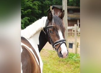 Lewitzer Mix, Wallach, 3 Jahre, 142 cm, Schecke