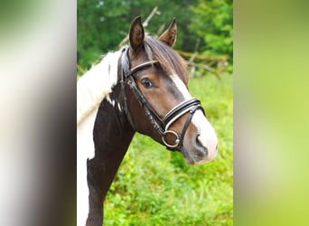 Lewitzer Mix, Wallach, 3 Jahre, 142 cm, Schecke