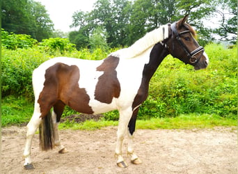 Lewitzer Mix, Wallach, 3 Jahre, 142 cm, Schecke
