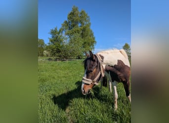 Lewitzer Mix, Wallach, 3 Jahre, 142 cm, Schecke
