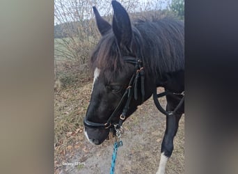 Lewitzer, Wallach, 3 Jahre, 145 cm, Schecke