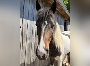 Lewitzer Mix, Wallach, 3 Jahre, 145 cm, Schecke