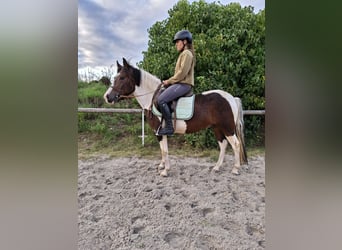 Lewitzer, Wallach, 4 Jahre, 140 cm, Schecke