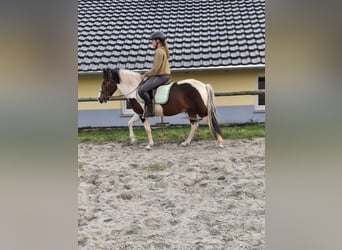 Lewitzer, Wallach, 4 Jahre, 140 cm, Schecke
