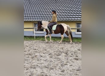 Lewitzer, Wallach, 4 Jahre, 140 cm, Schecke