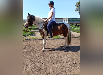 Lewitzer, Wallach, 4 Jahre, 140 cm, Schecke
