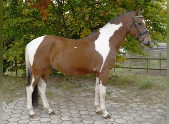 Lewitzer, Wallach, 4 Jahre, 146 cm, Schecke