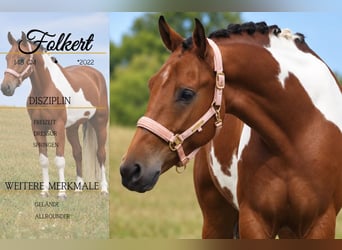 Lewitzer Mix, Wallach, 4 Jahre, 148 cm, Schecke