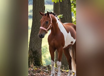 Lewitzer Mix, Wallach, 4 Jahre, 148 cm, Schecke