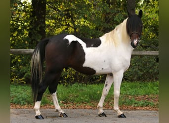 Lewitzer, Wallach, 4 Jahre, 148 cm, Schecke
