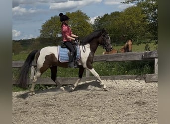 Lewitzer Mix, Wallach, 4 Jahre, 152 cm, Schecke