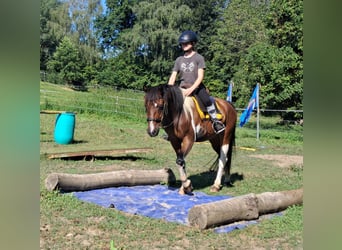 Lewitzer, Wallach, 5 Jahre, 140 cm, Schecke