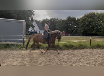 Lewitzer, Wallach, 5 Jahre, 142 cm, Fuchs