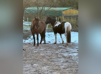 Lewitzer Mix, Wallach, 5 Jahre, 144 cm, Schecke