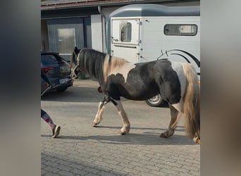 Lewitzer Mix, Wallach, 5 Jahre, 144 cm, Schecke