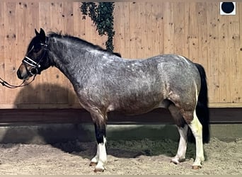 Lewitzer Mix, Wallach, 6 Jahre, 130 cm, Schecke