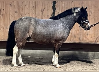 Lewitzer Mix, Wallach, 6 Jahre, 130 cm, Schecke