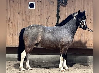 Lewitzer Mix, Wallach, 6 Jahre, 130 cm, Schecke