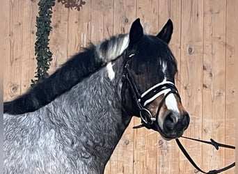 Lewitzer Mix, Wallach, 6 Jahre, 130 cm, Schecke