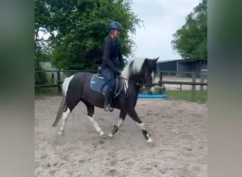 Lewitzer, Wallach, 6 Jahre, 142 cm