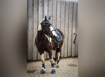 Lewitzer Mix, Wallach, 7 Jahre, 135 cm, Schecke