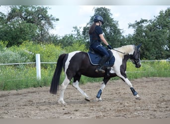 Lewitzer Mix, Wallach, 7 Jahre, 135 cm, Schecke