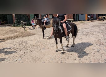 Lewitzer, Wallach, 7 Jahre, 139 cm, Schecke