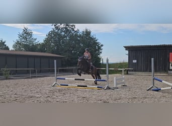 Lewitzer Mix, Wallach, 7 Jahre, 140 cm, Brauner