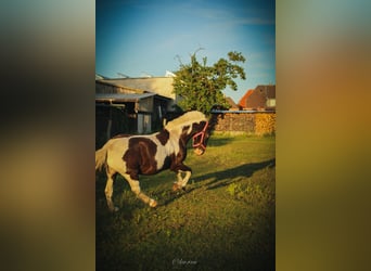 Lewitzer Mix, Wallach, 7 Jahre, 140 cm, Schecke