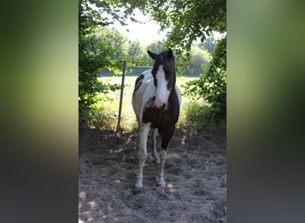Lewitzer, Wallach, 7 Jahre, 145 cm, Schecke
