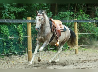 Lewitzer, Wallach, 7 Jahre, 151 cm, Schecke