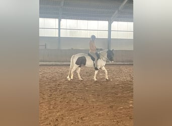 Lewitzer, Wallach, 8 Jahre, 143 cm, Schecke