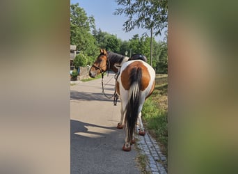 Lewitzer Mix, Wallach, 8 Jahre, 147 cm, Schecke