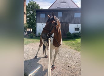 Lewitzer Mix, Wallach, 8 Jahre, 147 cm, Schecke