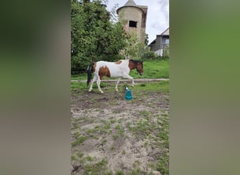 Lewitzer Mix, Wallach, 8 Jahre, 147 cm, Schecke