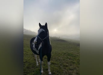 Lewitzer, Wallach, 9 Jahre, 138 cm