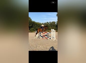 Lewitzer, Wallach, 9 Jahre, 148 cm, Brauner