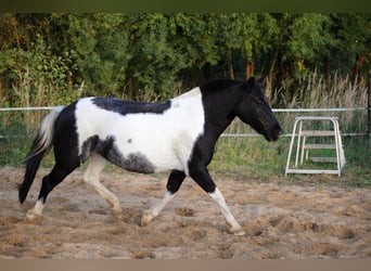 Lewitzer Mestizo, Yegua, 13 años, 135 cm, Tobiano-todas las-capas