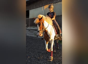 Lewitzer Mestizo, Yegua, 16 años, 138 cm, Pío